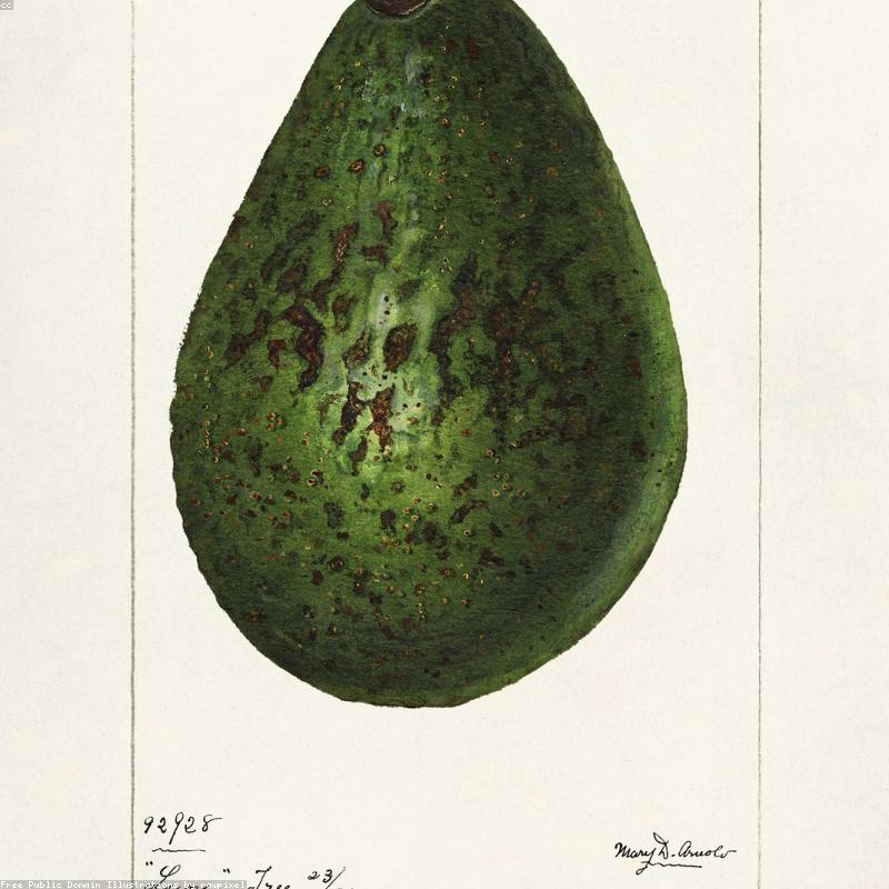 Avocado Hass, 2er Pack